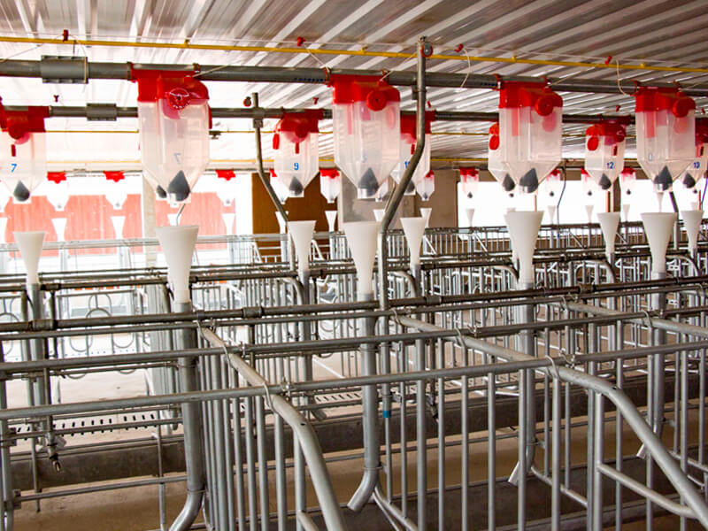 Dry Feeding System for Pigs